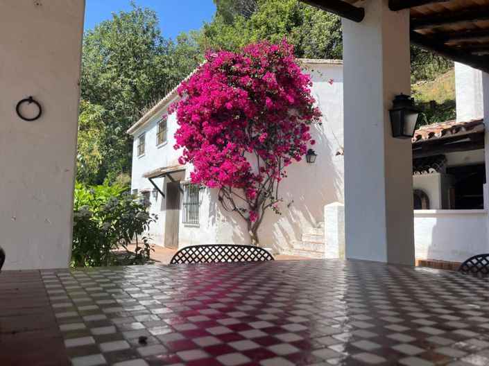 Image No.11-10 Bed Vineyard for sale