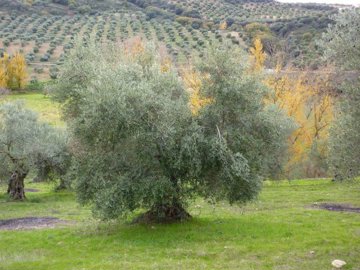 olive-grove-1200x900