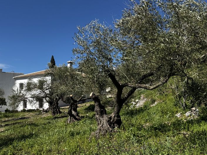 Image No.27-Propriété de 4 chambres à vendre à Benaocaz