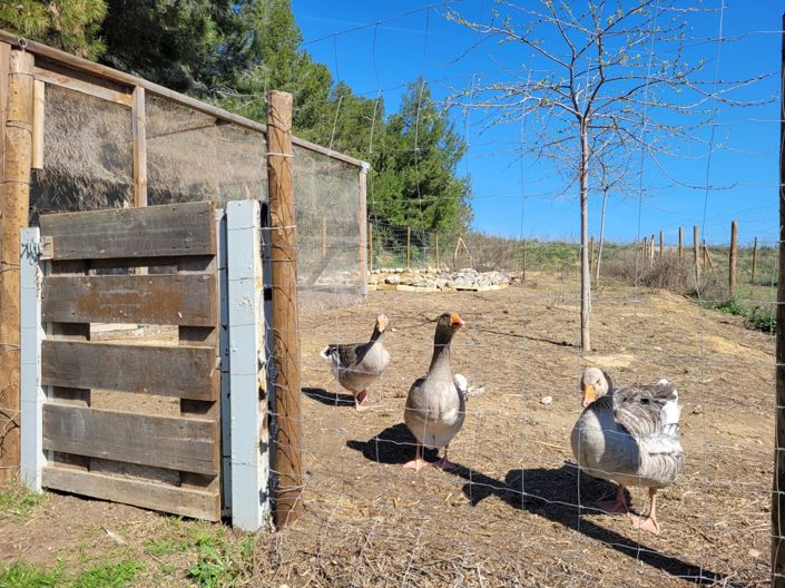 Image No.22-Appartement de 2 chambres à vendre à Capestang