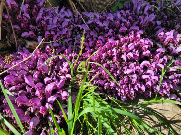 Image No.31-8 Bed House for sale