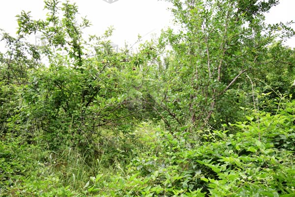 Image No.2-Propriété à vendre à Hotnitsa