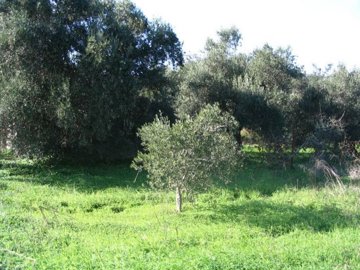 PLLAC3