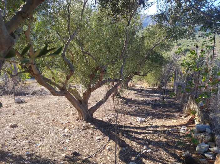 Image No.4-Plot for sale