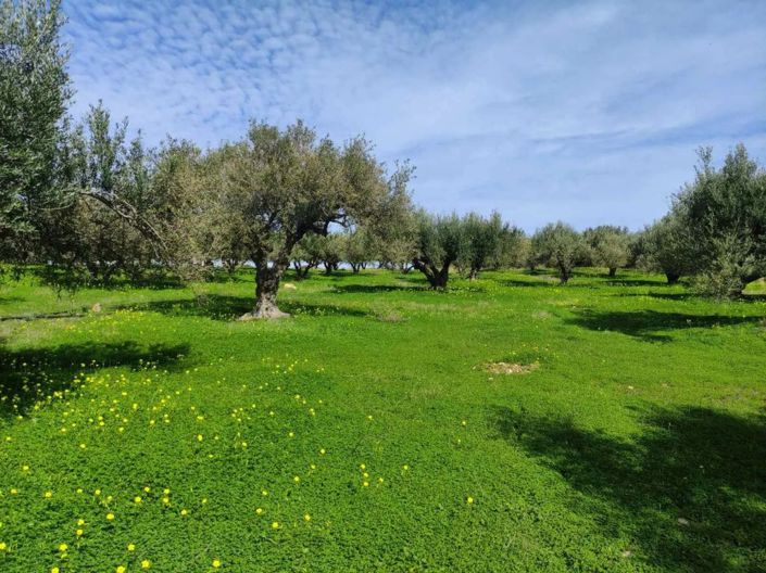 Image No.1-Plot for sale