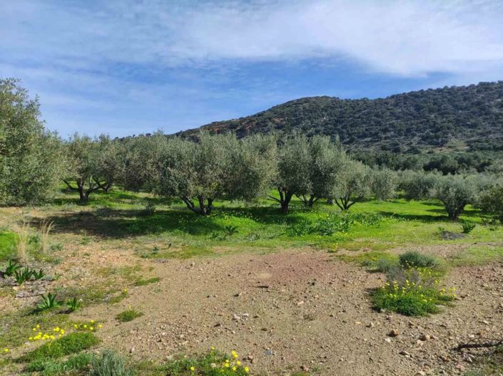 Image No.2-Terrain à vendre à Agios Nikolaos