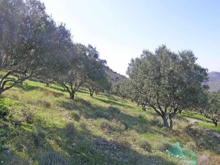 Image No.4-Plot for sale