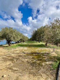 plmoch63-photo-4-768x1024