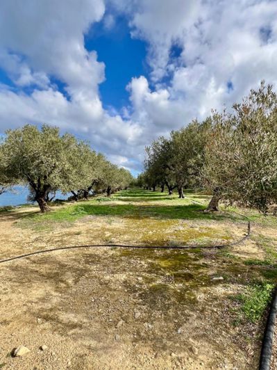 Image No.4-Terrain à vendre à Mochlos