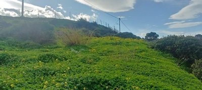 plcham1-2-1-1024x461