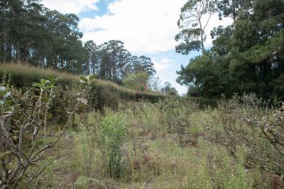 1 - Calheta, Land