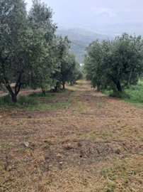 5316-colonella-jun-5