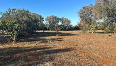 5553-san-vito-dei-normanni-a9