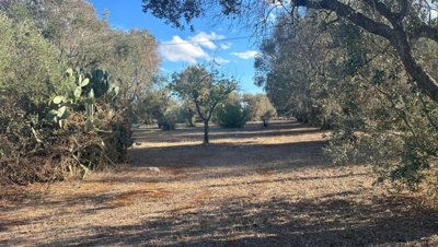 5553-san-vito-dei-normanni-a10