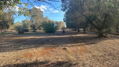 5553-san-vito-dei-normanni-a4