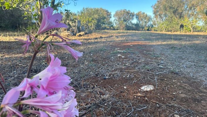 Image No.9-Maison de 1 chambre à vendre à San Vito dei Normanni