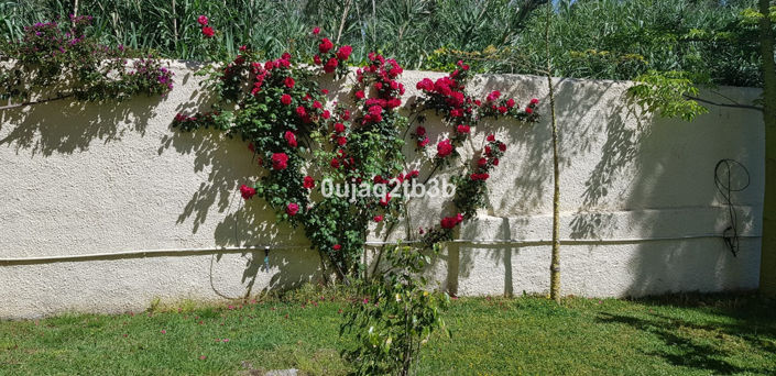 Image No.19-5 Bed Property for sale