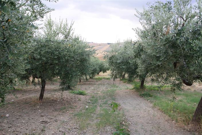Image No.39-Villa / Détaché de 4 chambres à vendre à Lanciano
