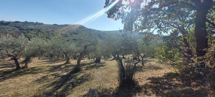 Image No.28-Ferme de 3 chambres à vendre à Palombaro