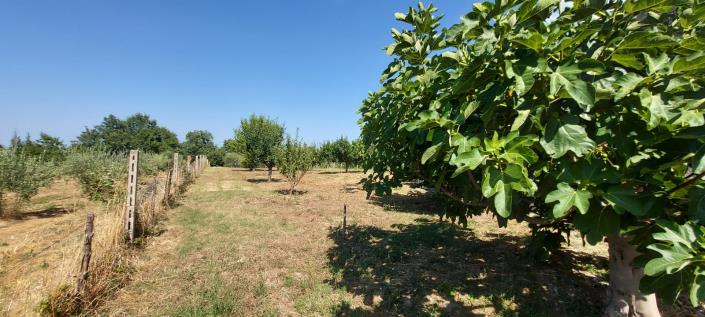 Image No.24-Propriété de pays de 1 chambre à vendre à Tornareccio