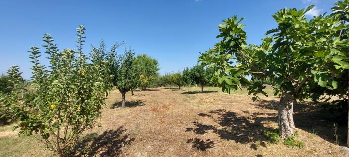 Image No.25-Propriété de pays de 1 chambre à vendre à Tornareccio