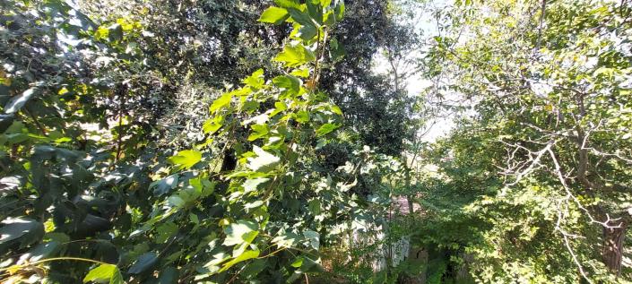 Image No.21-2 Bed Village House for sale