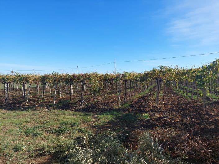 Image No.19-Plot for sale