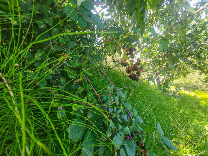 Image No.3-2 Bed Country Property for sale