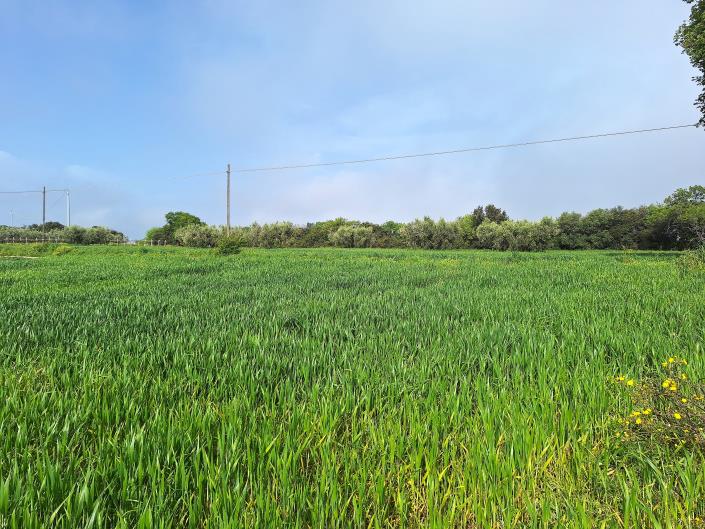 Image No.3-Terrain à vendre à Torino di Sangro