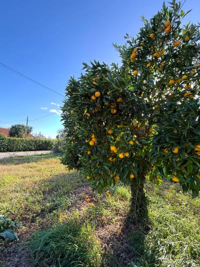 Image No.5-4 Bed House/Villa for sale