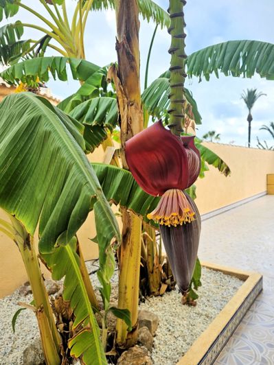 Image No.24-4 Bed Villa for sale