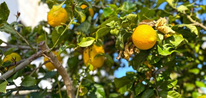 Image No.46-Villa de 3 chambres à vendre à Orihuela Costa
