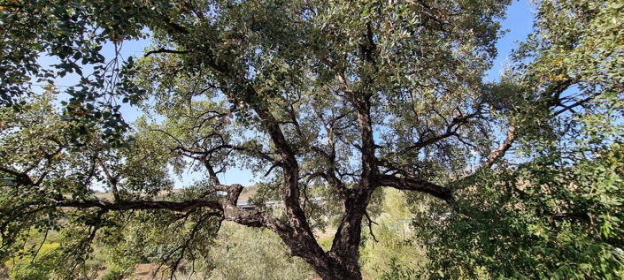 Image No.3-2 Bed Villa for sale