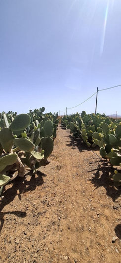 Image No.13-Maison de 3 chambres à vendre à Tuineje