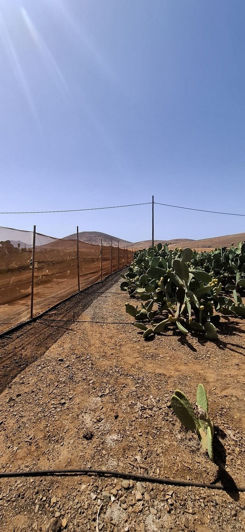 Image No.14-Maison de 3 chambres à vendre à Tuineje