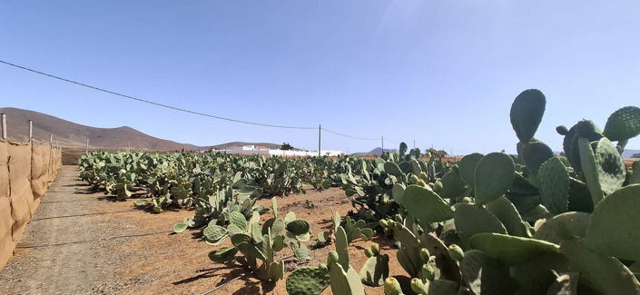 Image No.17-Maison de 3 chambres à vendre à Tuineje