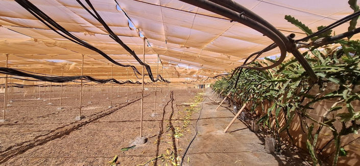 Image No.22-Maison de 3 chambres à vendre à Tuineje