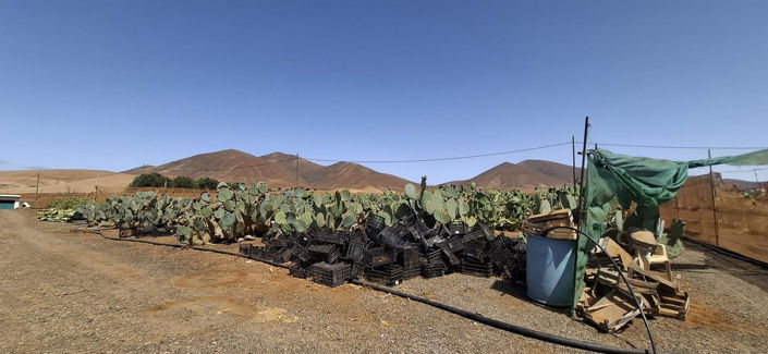 Image No.24-Maison de 3 chambres à vendre à Tuineje