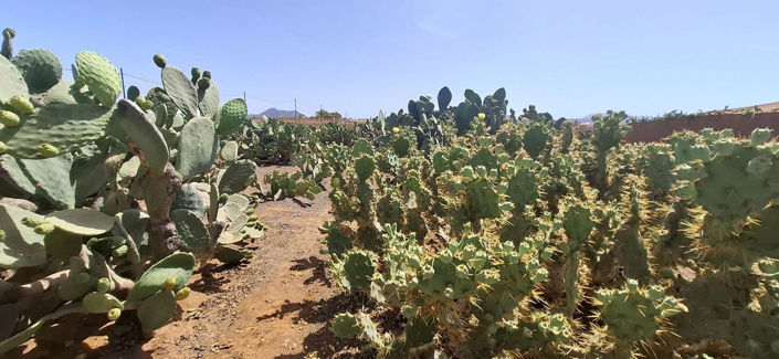 Image No.3-Maison de 3 chambres à vendre à Tuineje