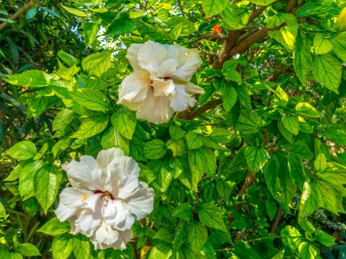 Image No.8-Bungalow de 2 chambres à vendre à Torrevieja