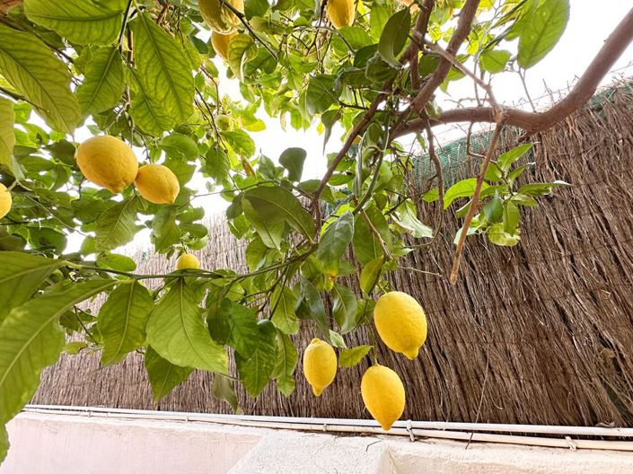 Image No.45-Villa de 3 chambres à vendre à Lo Santiago