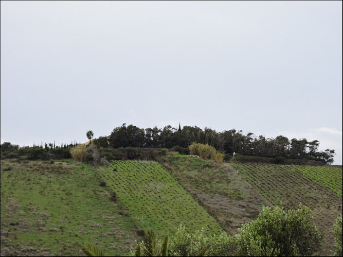 Image No.2-2 Bed Finca for sale
