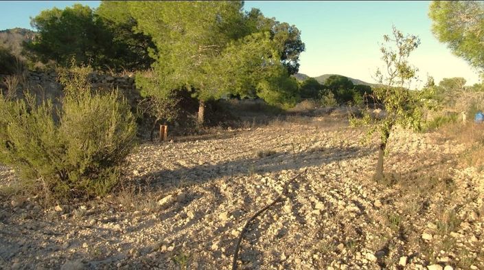 Image No.19-1 Bed Finca for sale