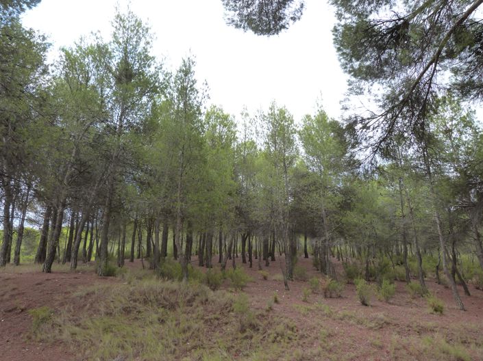 Image No.30-15 Bed Country Property for sale