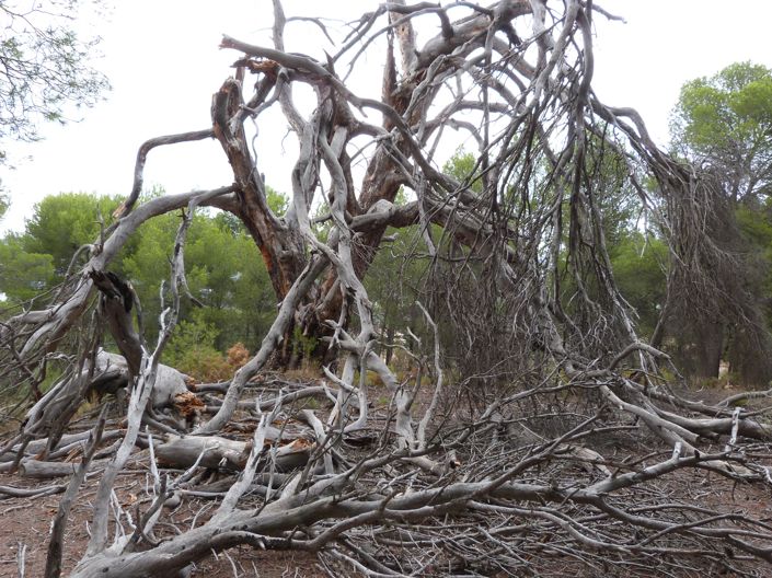 Image No.31-15 Bed Country Property for sale