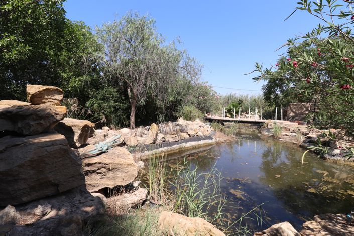 Image No.41-Propriété de pays de 7 chambres à vendre à Catral