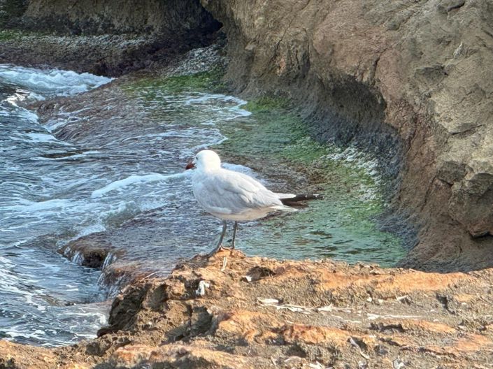 Image No.30-Maison de 3 chambres à vendre à Torrevieja