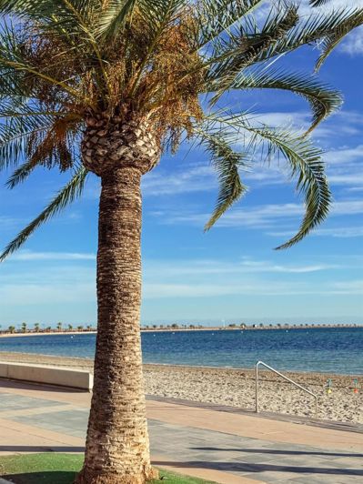 Image No.17-Appartement de 3 chambres à vendre à San Pedro del Pinatar