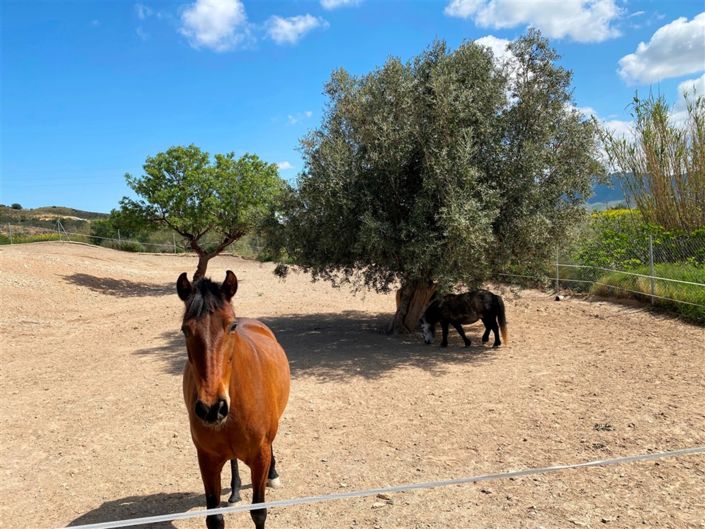 Image No.11-9 Bed Property for sale