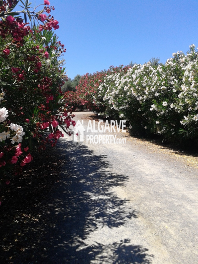 Image No.17-Villa de 7 chambres à vendre à Ferreira do Alentejo